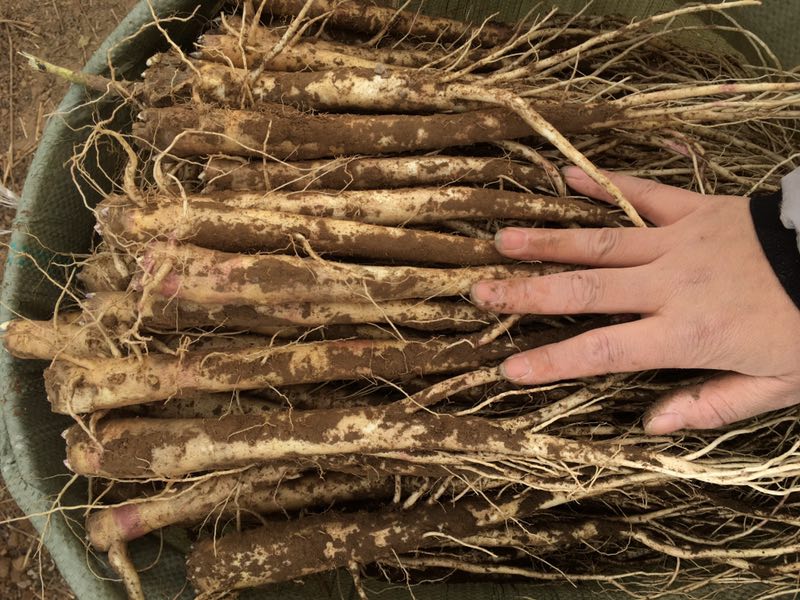 鲜桔梗，干桔梗，狗宝咸菜