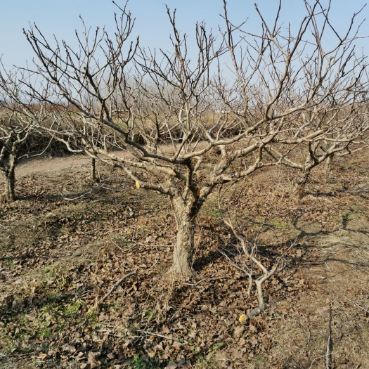 临沂大绵球山楂树苗 棉球和金星山楂树，直径在10—15厘米，一百棵，临沂河东区