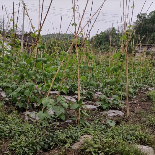 镇宁县无筋四季豆 白芸豆