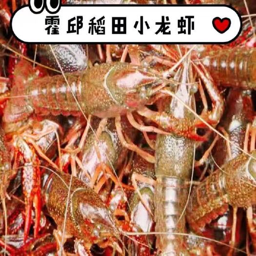 霍邱县小龙虾  阿彪安徽稻田虾降价啦！