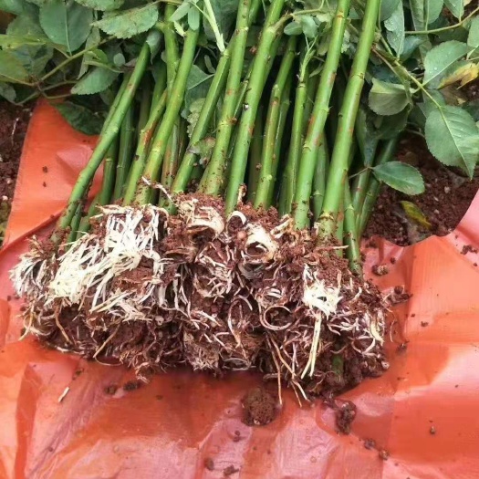 昆明蔷薇苗，棚苗，成活率高