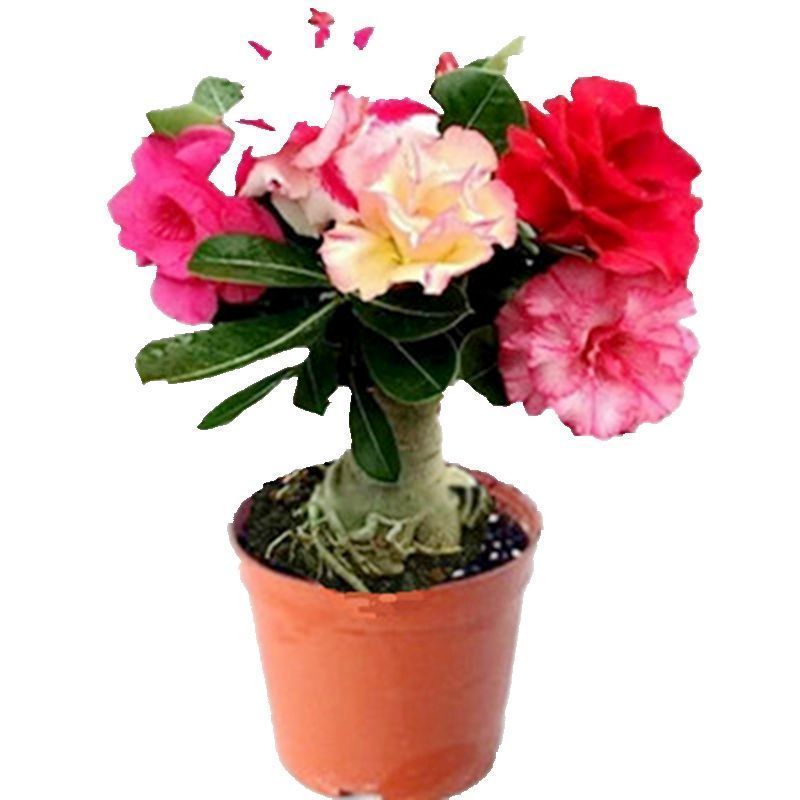 沙漠玫瑰重瓣花卉盆栽室内客厅好养花卉四季开花净化空气耐干耐热