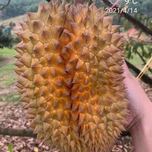 青岛 泰国金枕榴莲