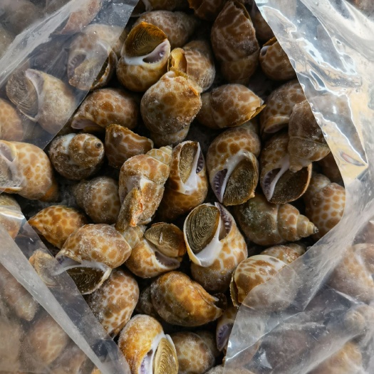  冻凤螺批发东风螺批发花螺批发一手货源长期大量供应