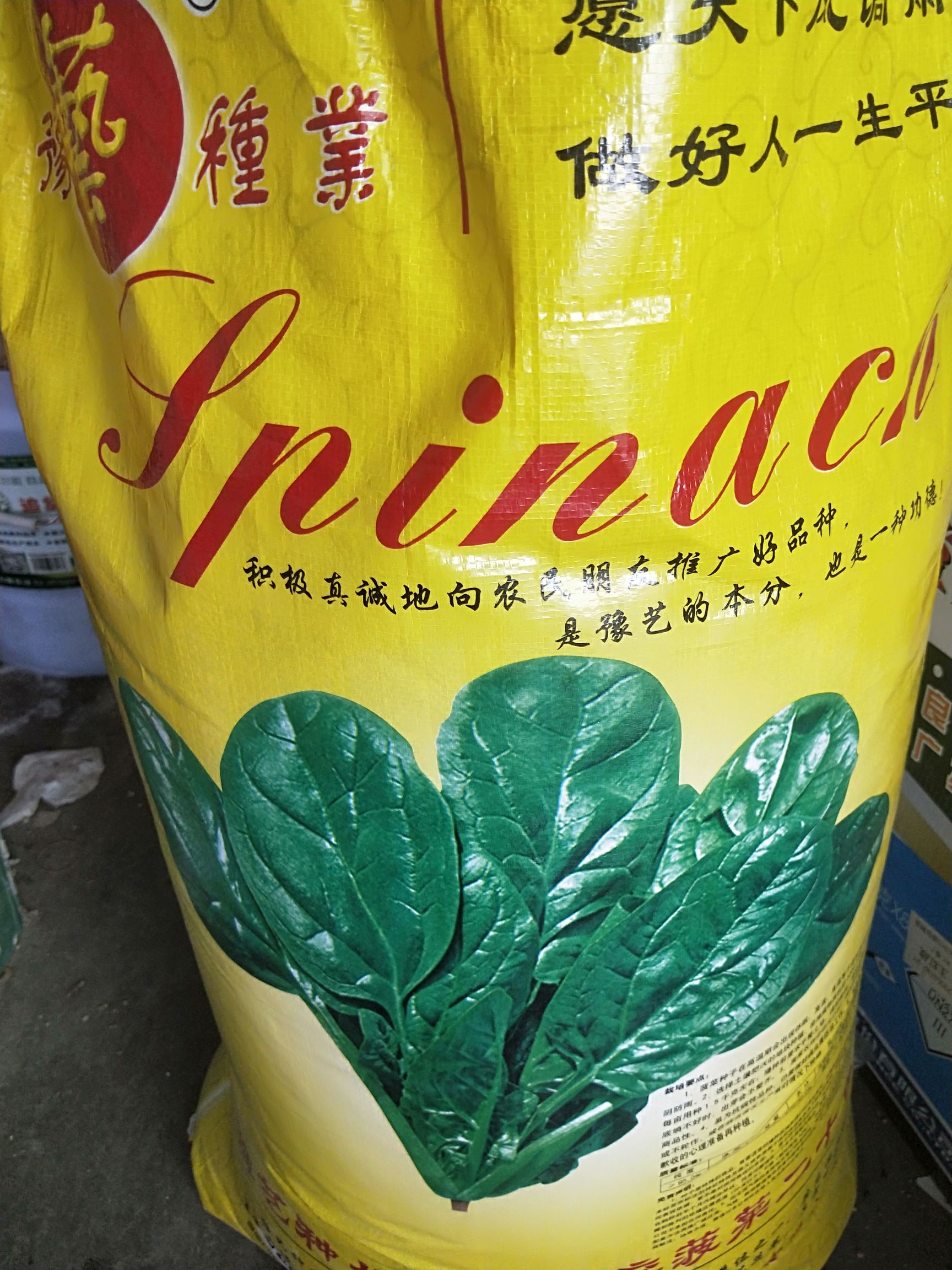 夏邑县大叶菠菜种子  耐热，不抽苔，叶圆肉厚园区基地主打品种
