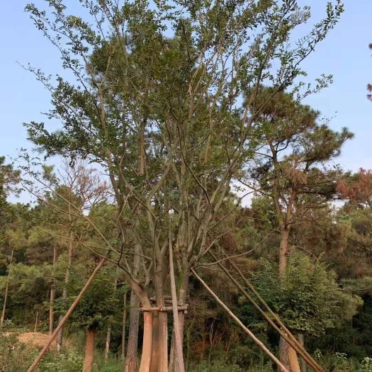句容市 5杆15公分丛生朴树