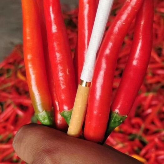 商丘小米椒，精品艳红小米椒，产地直供，货源充足，价格合理