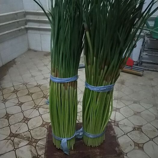 杞县红帽蒜苔 蒜苔，大蒜收购代办