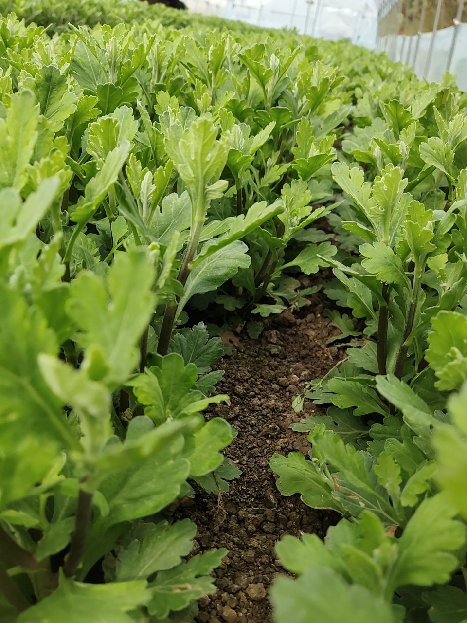 白菊花苗 晚幽香，金扇，白扇持续有货！