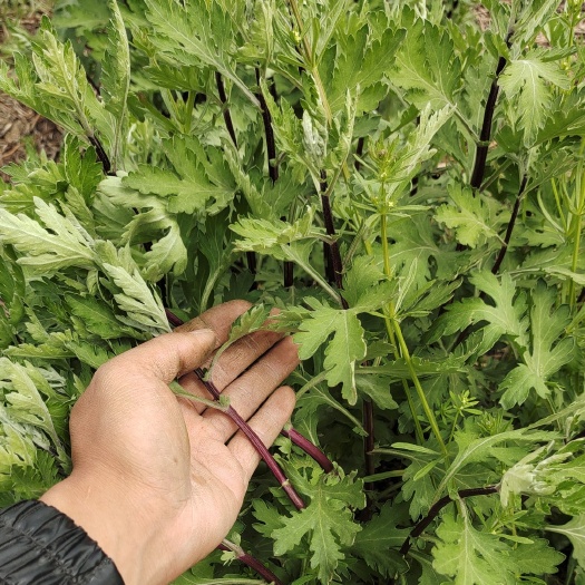 鹿邑县 婺源黄菊苗，金丝皇菊苗，北京菊苗，贡菊苗，七月菊苗，桃菊苗