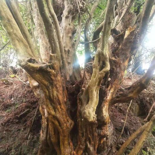 贵定县 高山杜鹃    紫花桩