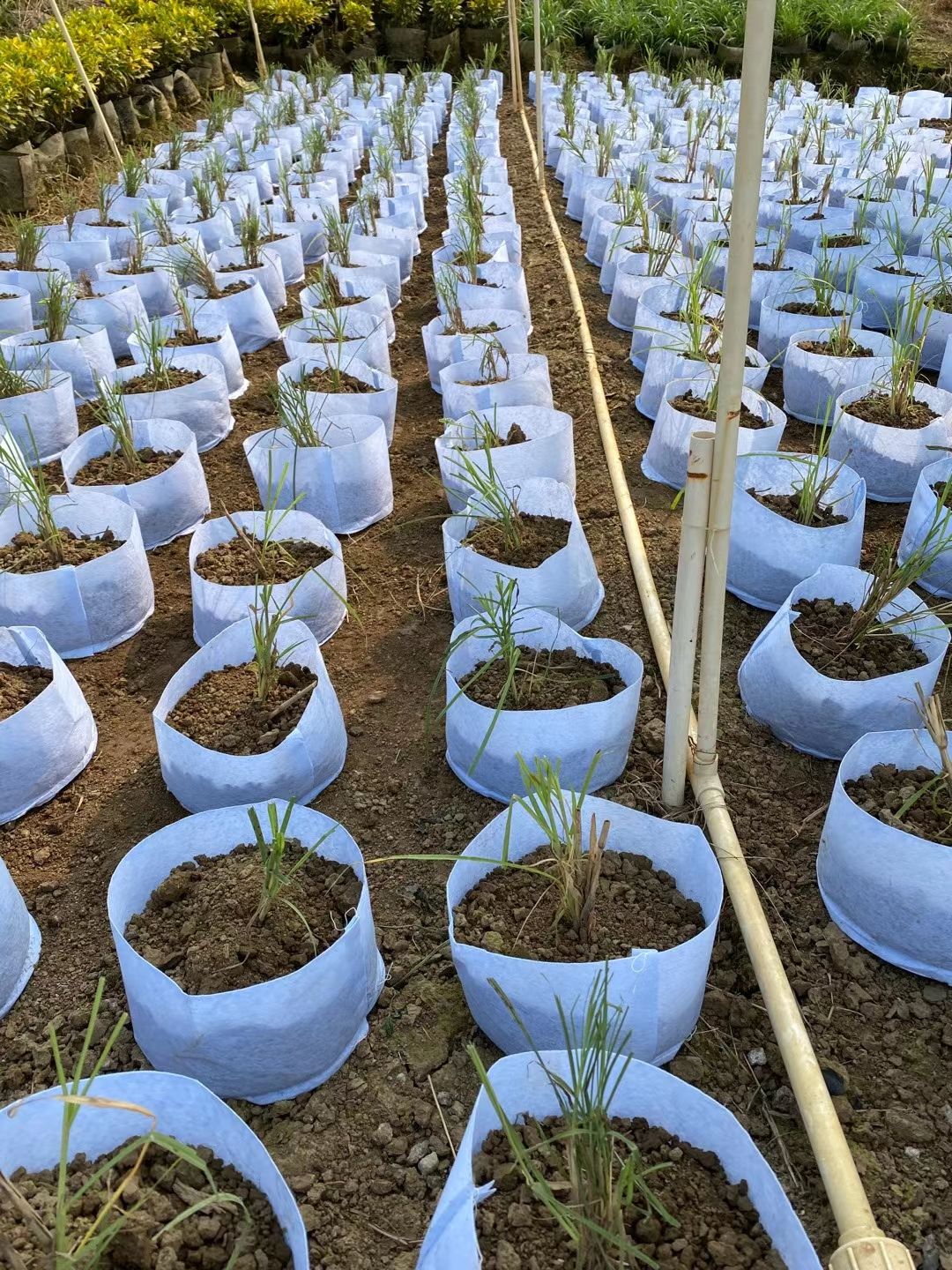 无耳25*20无纺布植树袋（100只）美植袋营养袋，育苗袋，