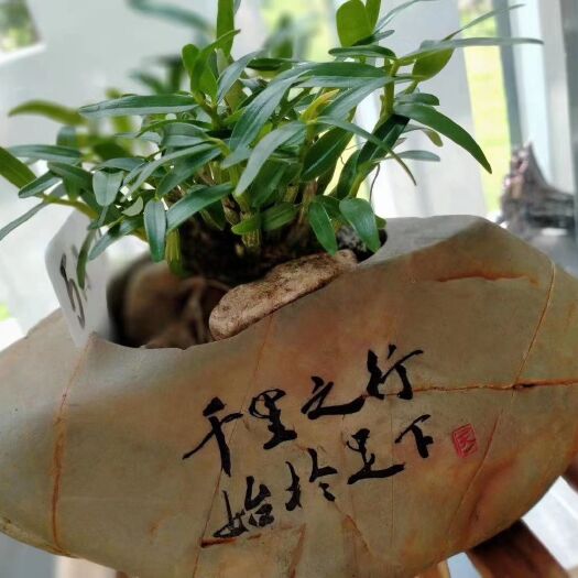 霍山县秋石斛盆栽  产地直供石斛米斛盆景铁皮石斛花卉绿植当年开