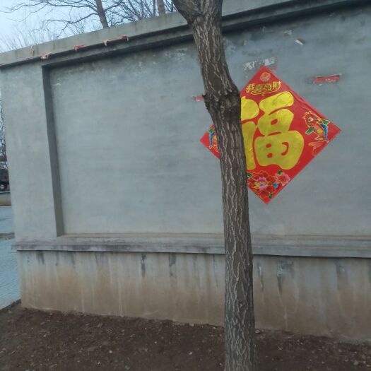 青州市 流苏树