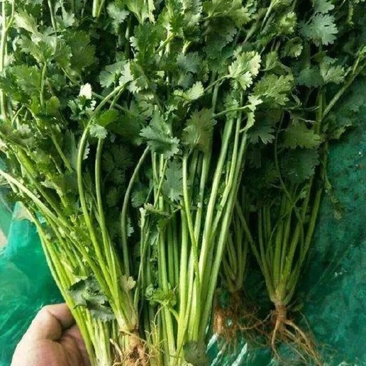 商丘香菜种子  香芸香菜，意大利铁杆香菜，抗热耐寒，春夏秋可种