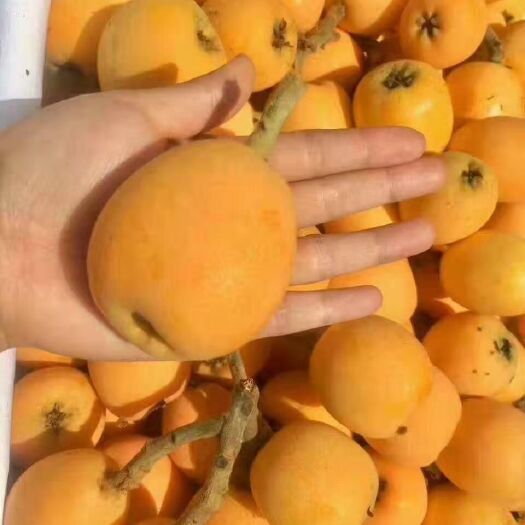 石棉县枇杷 石棉大琵笆看个头
