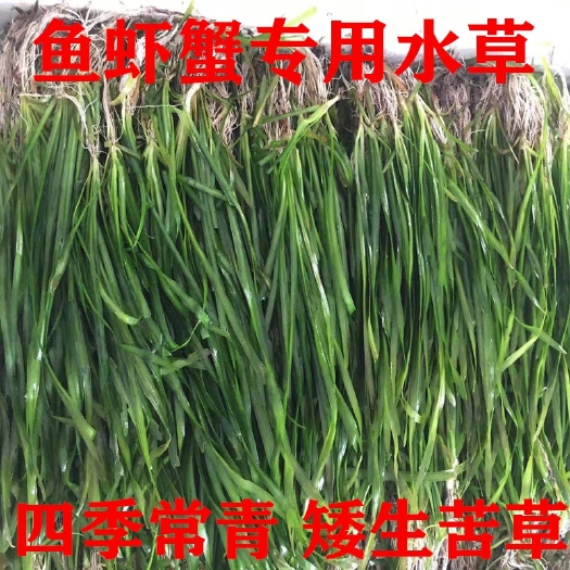 沭阳县非洲四季青短叶小苦草 四季常青短叶耐寒矮生苦草苗 虾蟹专用