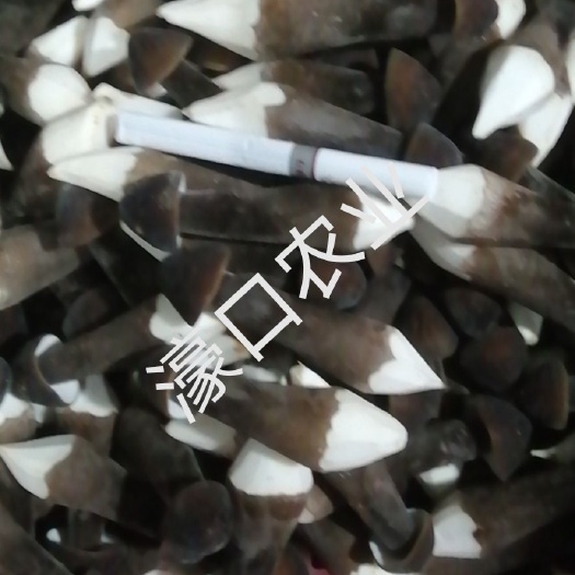诏安县黑皮鸡枞菌1234级，常年基地直供，濠口农业高端食材。