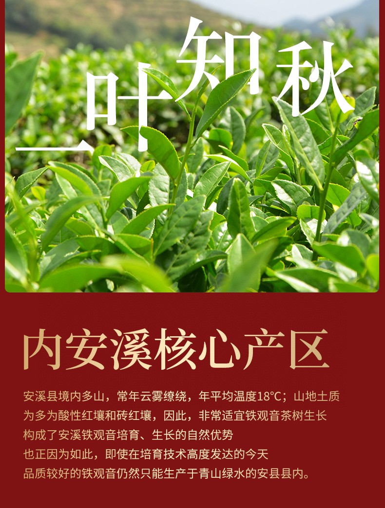 500g铁观音浓香型高山正味乌龙茶安溪兰花香铁观音