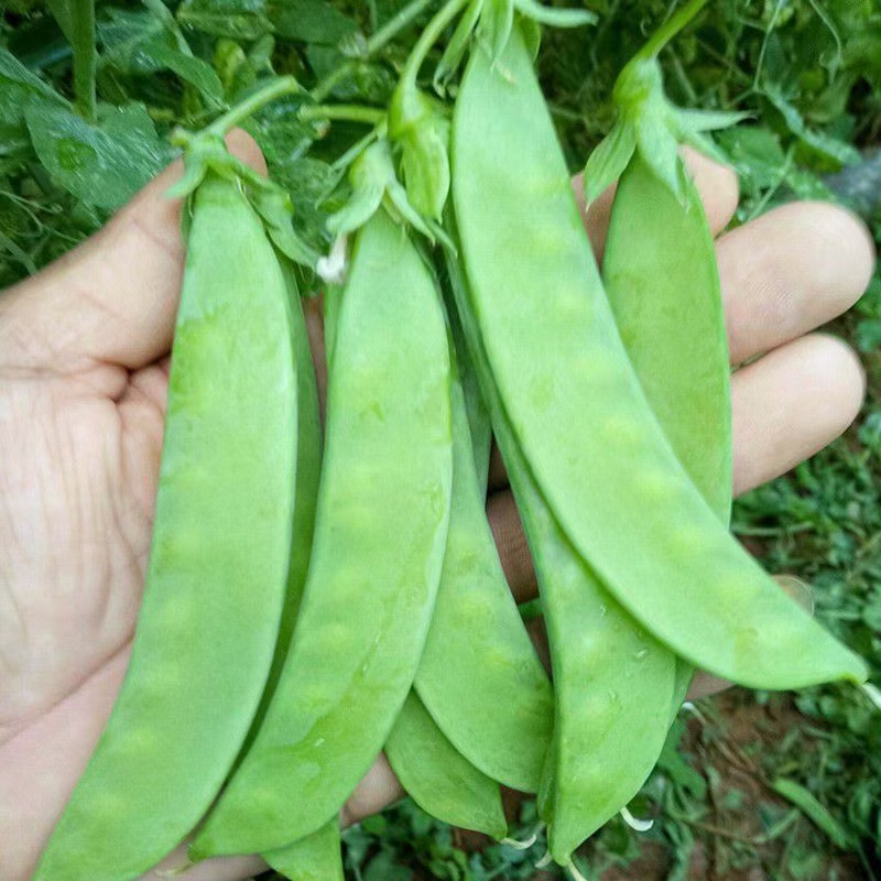 精品荷兰豆 豌豆片大量有货，打包加冰瓶发货