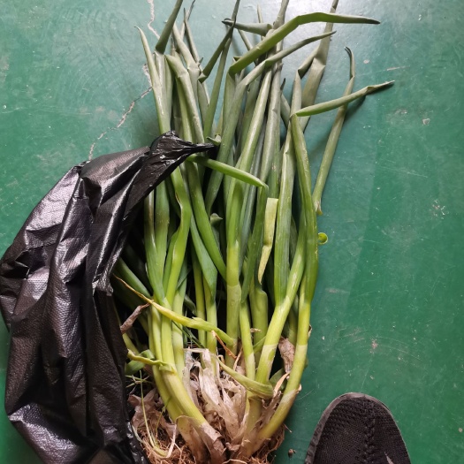 临清市分葱 加工厂货