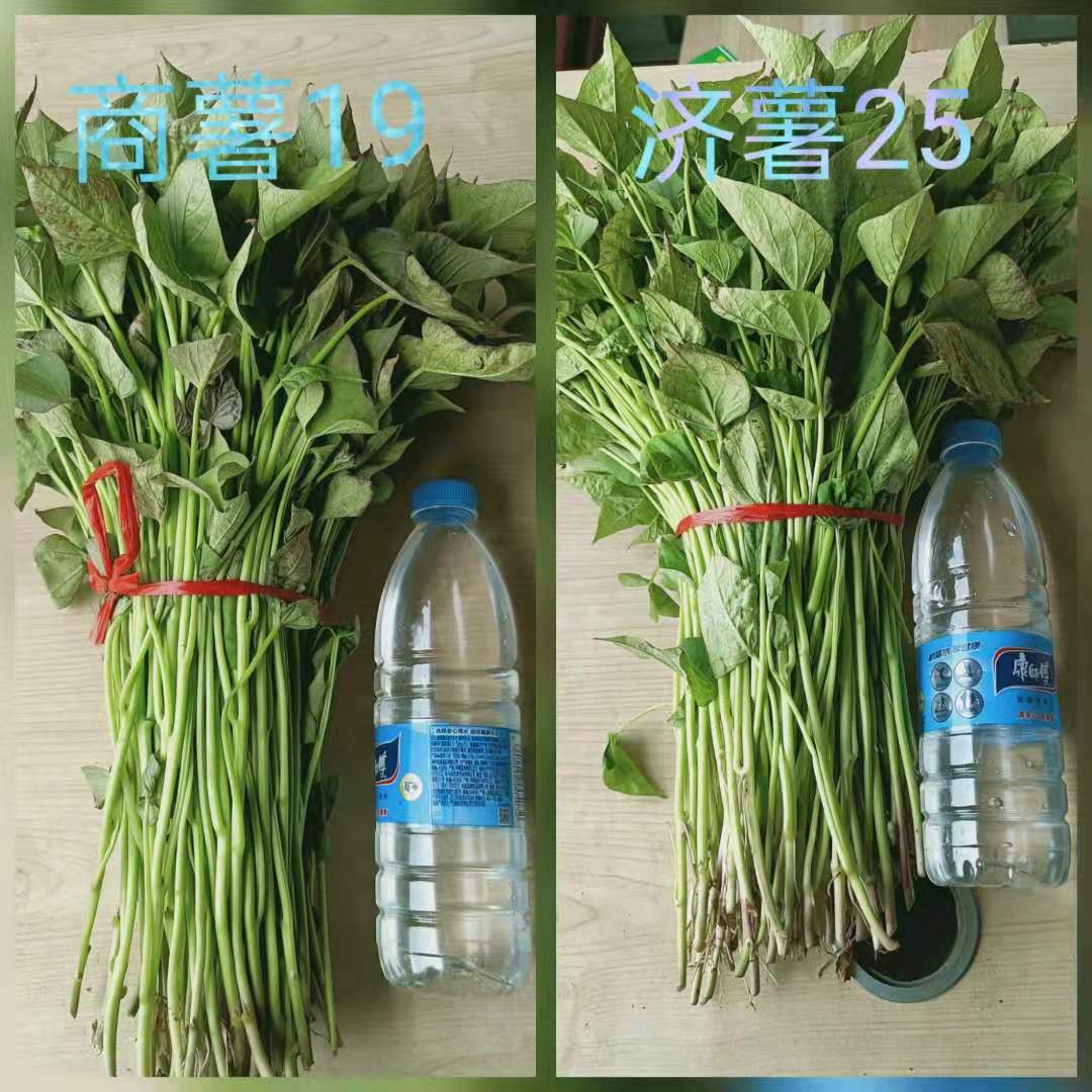 商薯19红薯苗  河南禹州亿嘉薯业育苗基地发货中