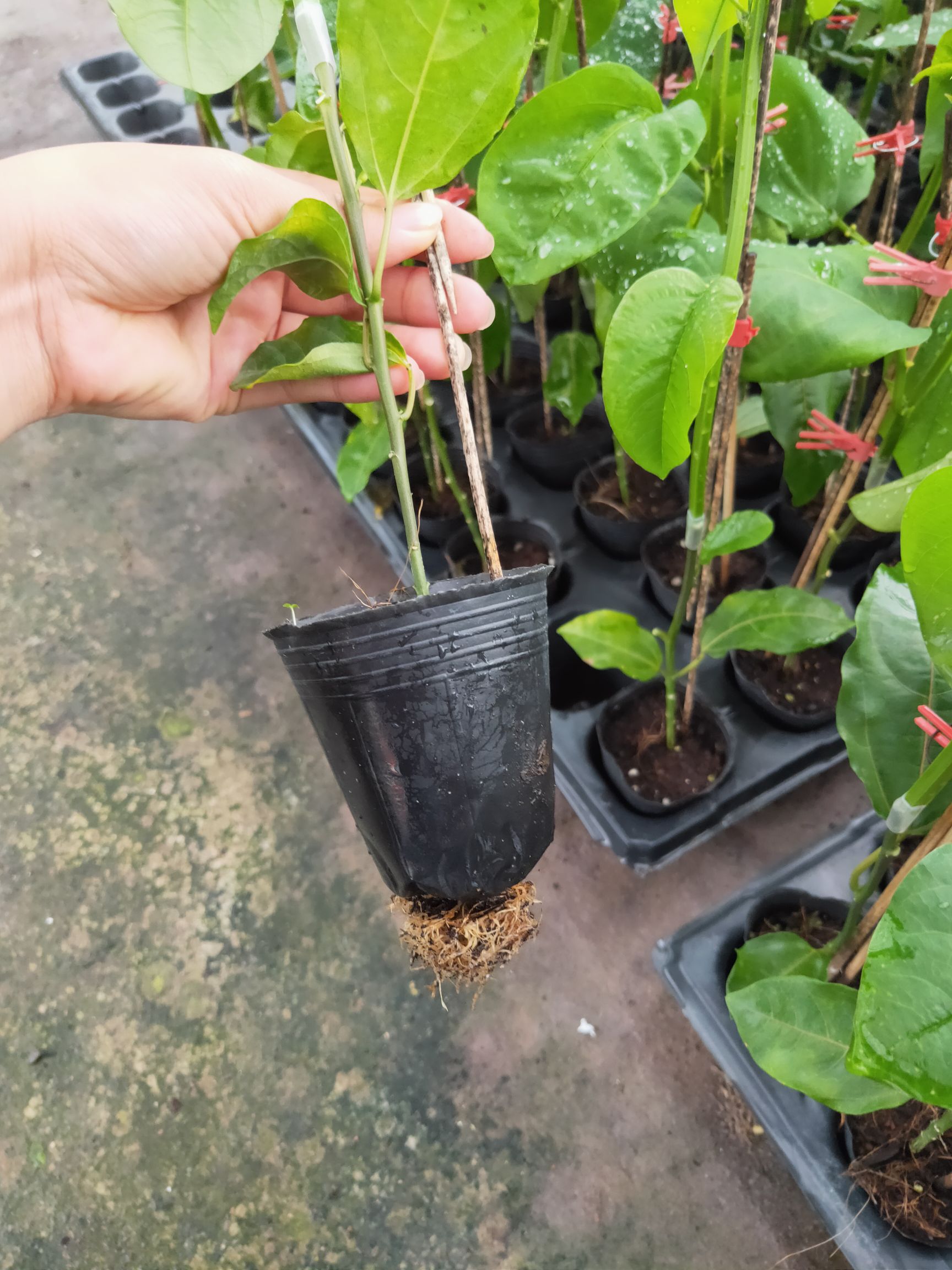 玛格丽特百香果苗 香蜜百香果 成熟后果皮金黄色，甜甜的品种