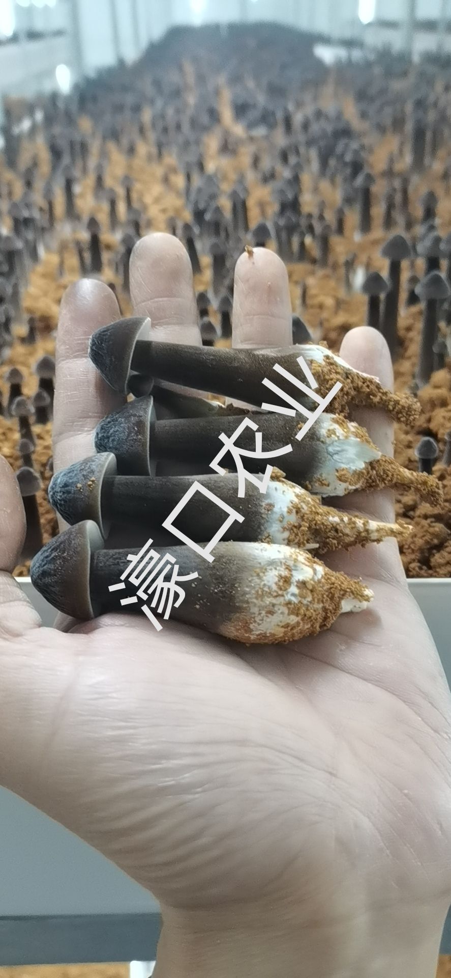 黑皮鸡枞菌1234级，常年基地直供，濠口农业高端食材。