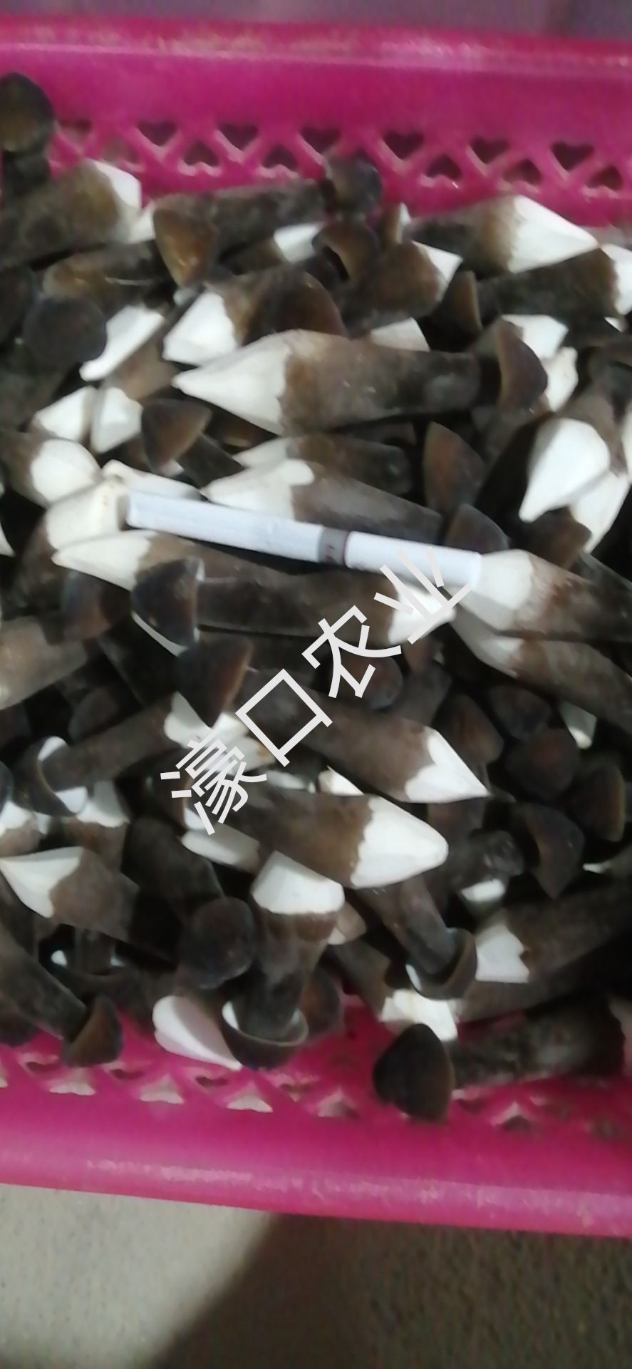 黑皮鸡枞菌1234级，常年基地直供，濠口农业高端食材。