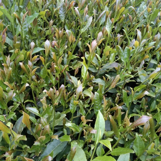 寿宁县高山云雾茶，主要做红茶绿茶乌龙茶白茶岩茶，量大价优