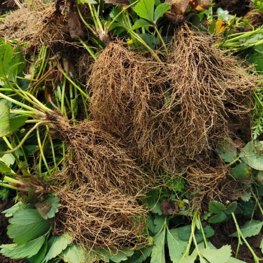 西安草莓苗，自己种植户，多育出来的一些苗子，有红颜章姬红玉