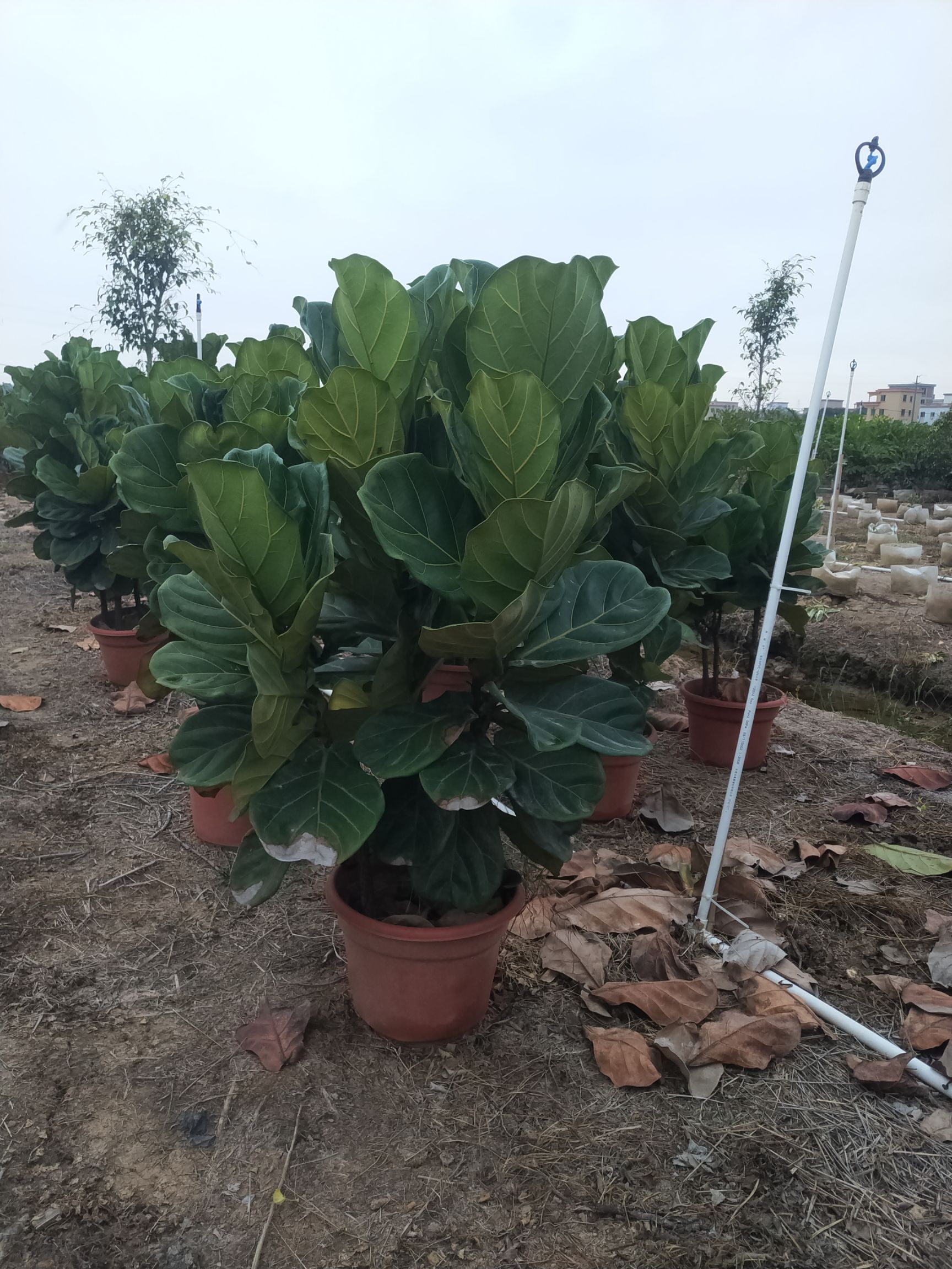 琴叶榕盆栽 琴叶榕