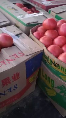 硬粉西红柿  西红柿大量上市