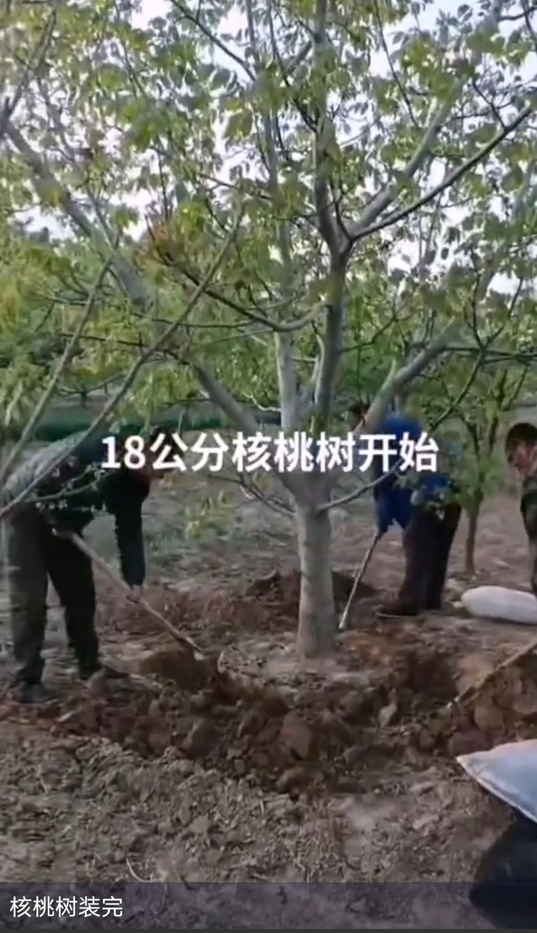 国光苹果树苗  苹果树苗出售