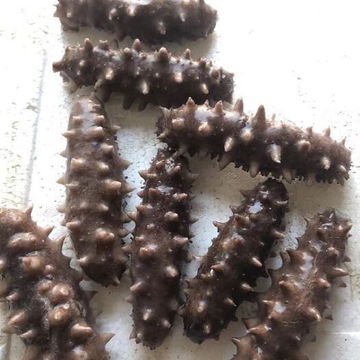 烟台海刺参 海参即食