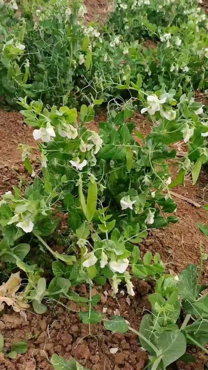 精品荷兰豆 豌豆片大量有货，打包加冰瓶发货