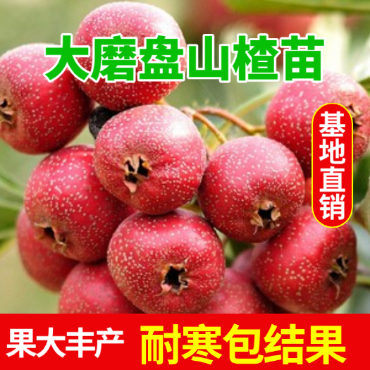 盖州市磨盘山楂树苗  品种齐全，基地现挖，量大优惠，包接果
