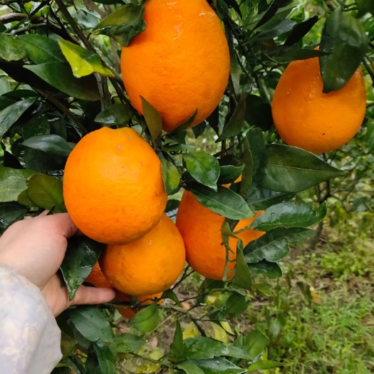 资源县纽荷尔脐橙苗  保证品种和品质  保湿发货，基地直销