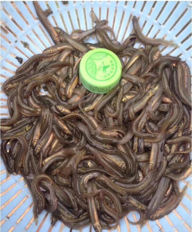 泥鳅苗 杂交泥鳅  成活率高  不钻泥  签合同养殖