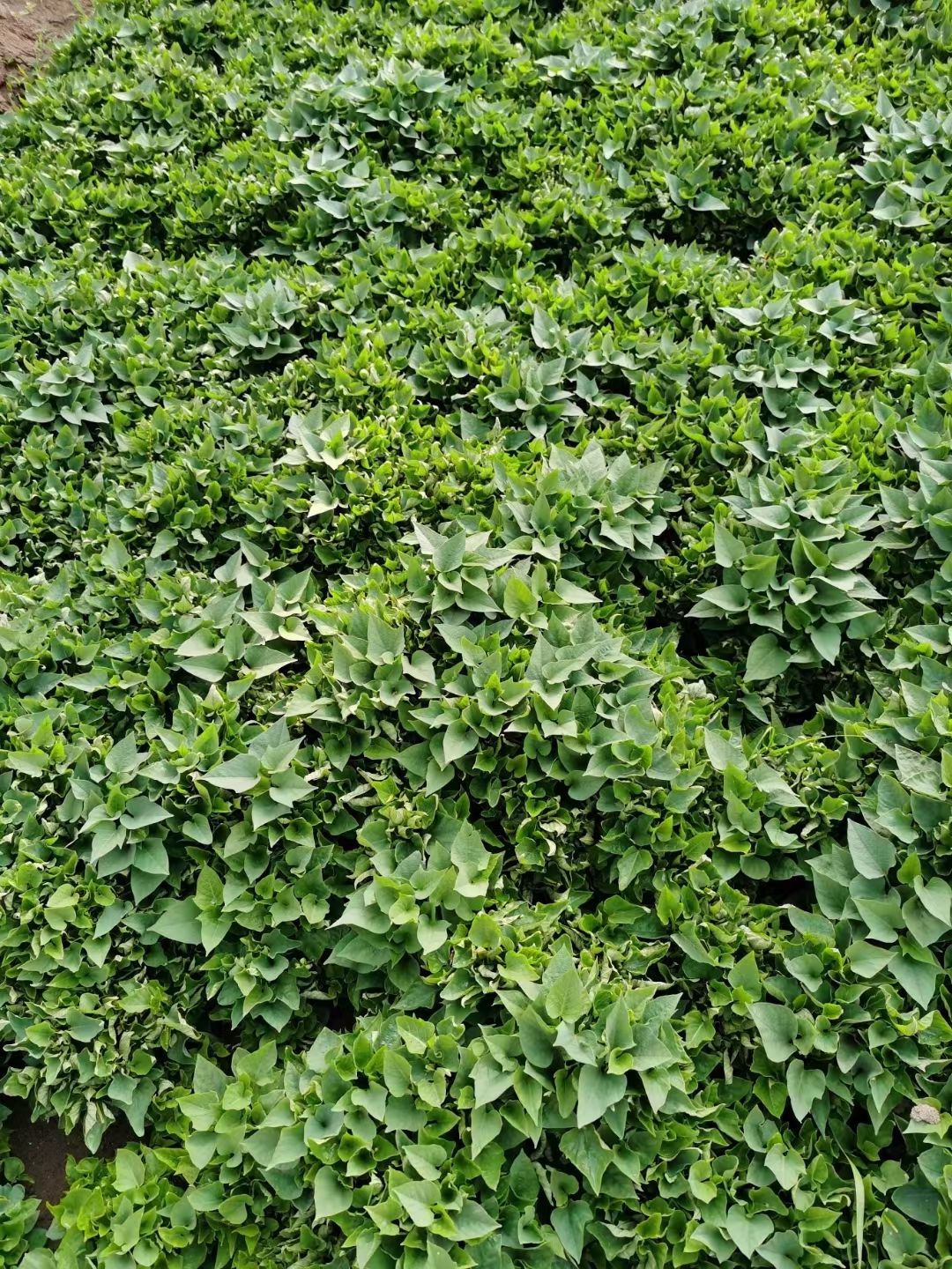  大量出售老济南红薯苗要的联系