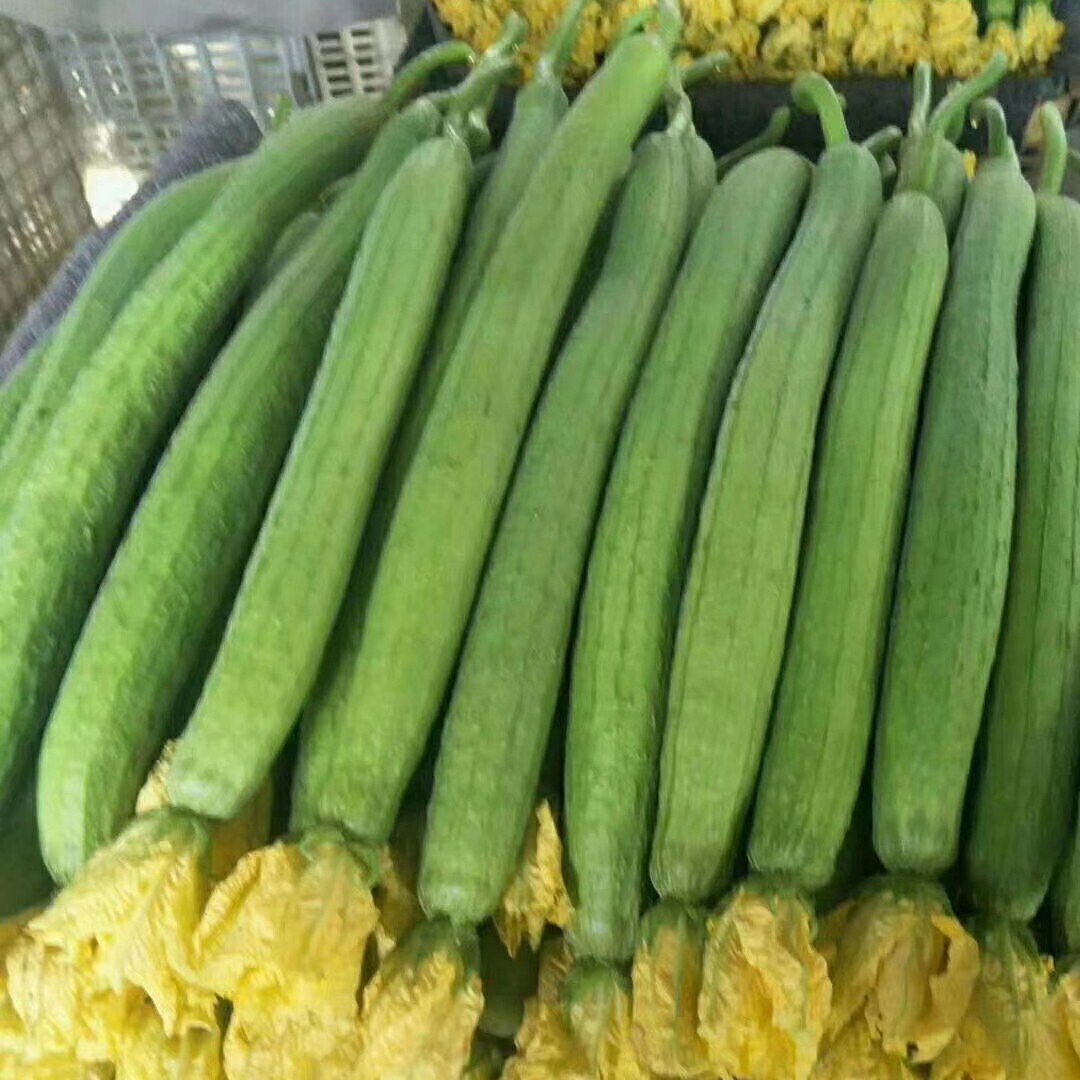 鲜花丝瓜精品丝瓜