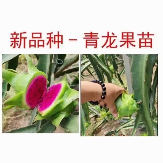 灵山县青龙，青皮火龙果苗种植一年可结果