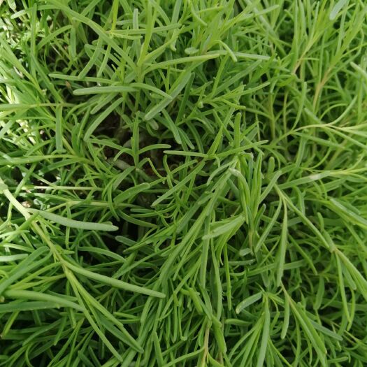 利津县皇席菜（别名，碱蓬草，黄须菜，黄金菜）