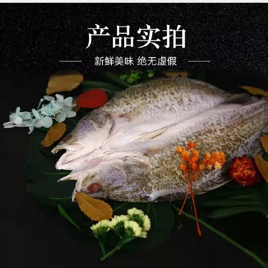 黑石斑 泰国游龙斑