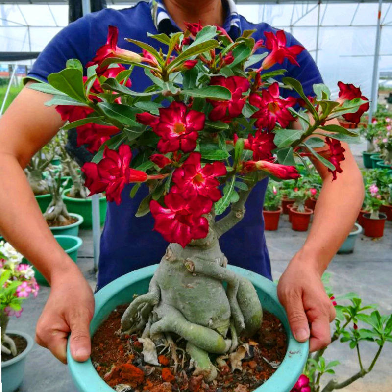 沙漠玫瑰重瓣花卉盆栽室内客厅好养花卉四季开花净化空气耐干耐热