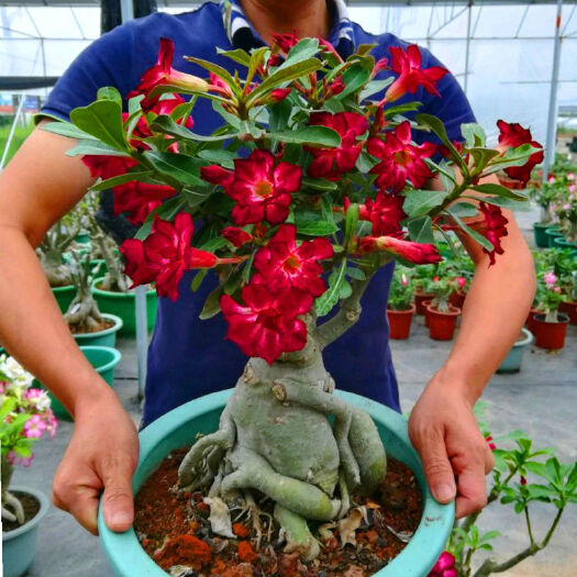 杭州沙漠玫瑰重瓣花卉盆栽室内客厅好养花卉四季开花净化空气耐干耐热