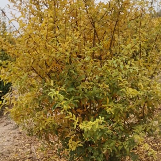 洛阳花石榴苗 丛生花石榴