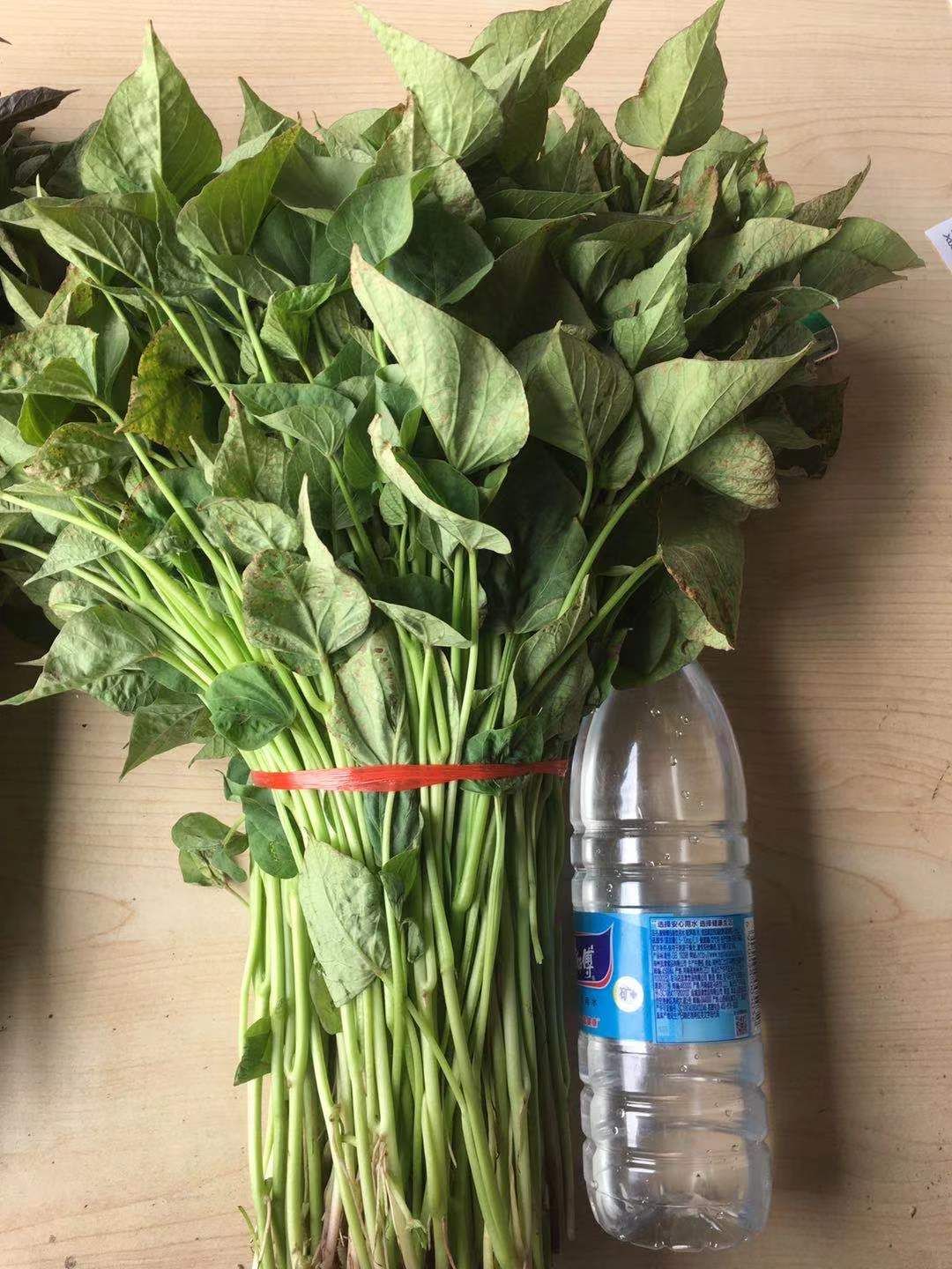 商薯19红薯苗  河南禹州亿嘉薯业育苗基地发货中