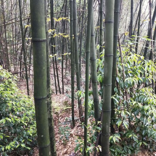 金竹 一线天花卉苗木绿化工程基地