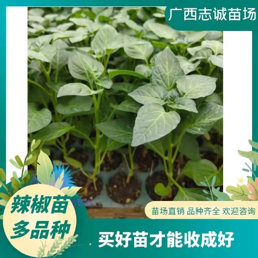 恭城县朝天椒苗 8～10片真叶